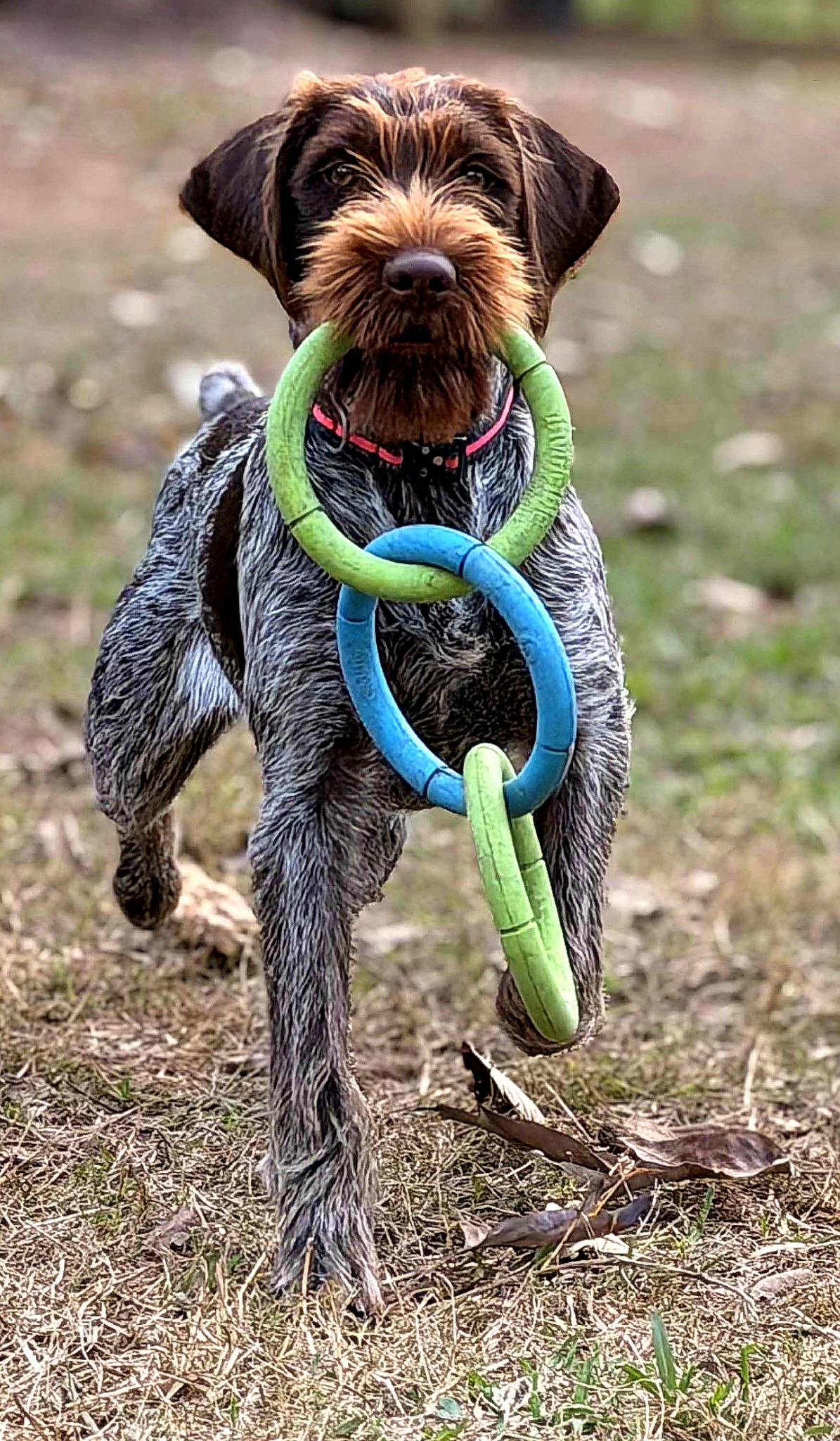 Harley